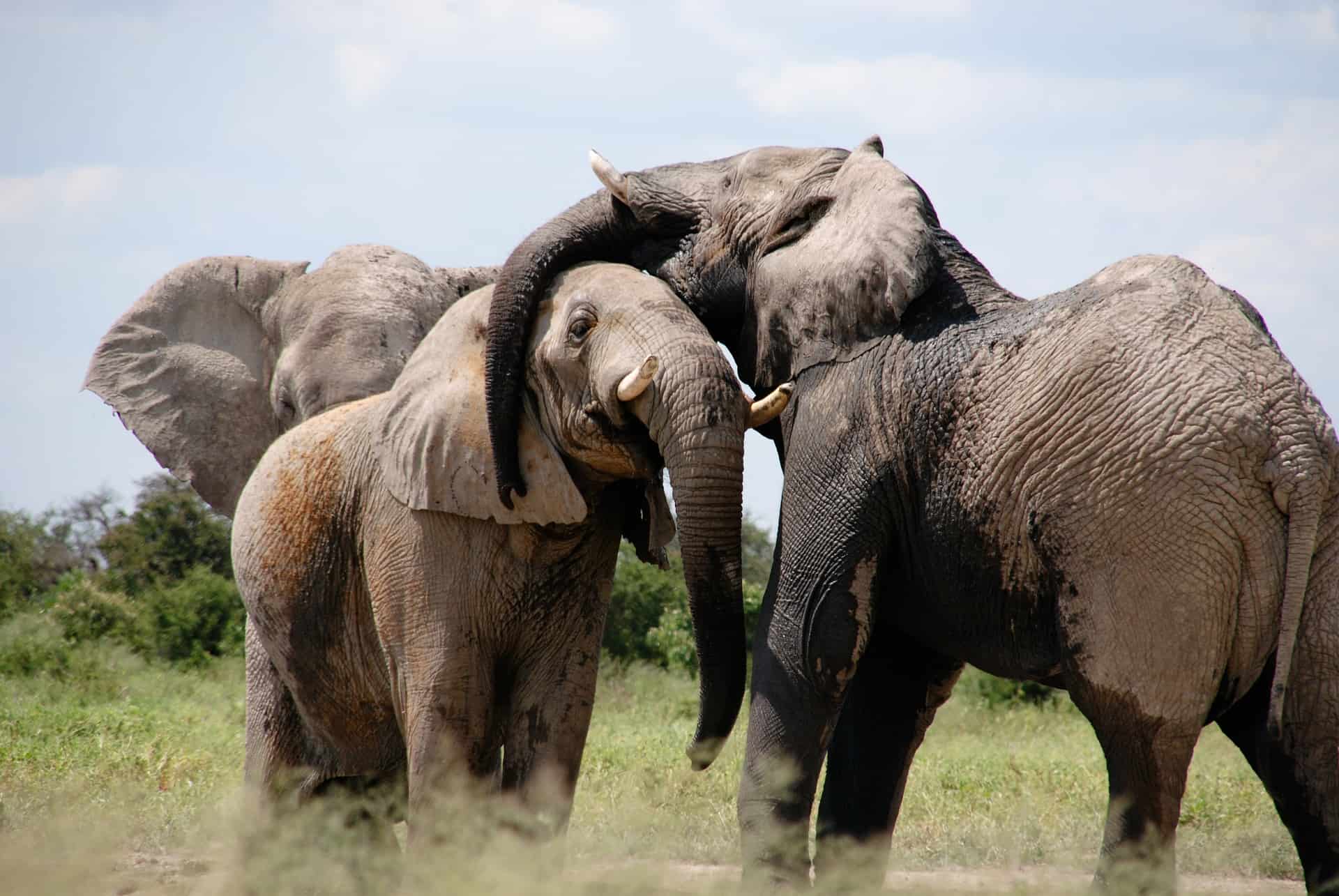 A 180 in Botswana: The End to the Ban on Elephant Hunting